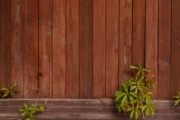Brown board fence and a climbing plant. Natural wood background for vintage design.