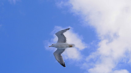 Obraz premium Möwe im Flug gegen blauen himmel mit weißen Wolken