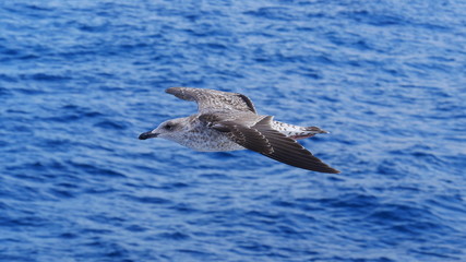 Möwe im Flug über tiefblauem Meer 