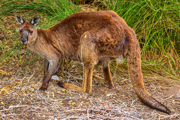 Fototapeta premium Kangaroo Island, Australia