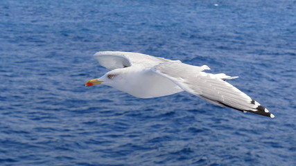 Fototapeta na wymiar Weiße Möwe im Flug über tiefblauem Meer
