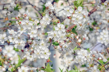 flowering branches of cherry blossoms as a backdrop