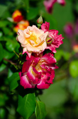 yellow and pink roses in a garden