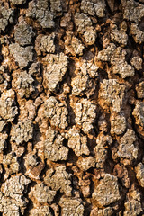 Natural graphic background