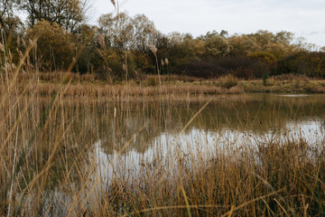 River landscape, beautiful water mirror.Beautiful autumn nature landscape.Sunny autumn scene with trees with orange and red leaves reflecting on water surface.Calm lake or pond in old park.