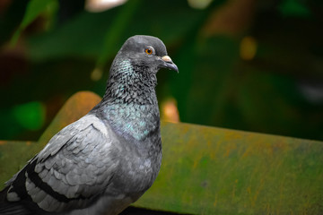 pigeon
