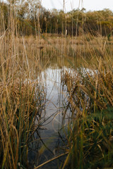 River landscape, beautiful water mirror.Beautiful autumn nature landscape.Sunny autumn scene with trees with orange and red leaves reflecting on water surface.Calm lake or pond in old park.