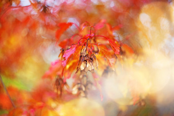 Orange light and red beautiful autumn leaves in beautiful fall park. Golden bokeh background