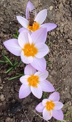 Spring flowers inviting bees