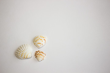seashells from the sea on a white background
