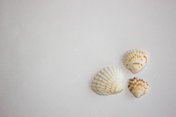 seashells from the sea on a white background