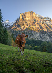 Grazing cattle in a Swiss mountain landscape.