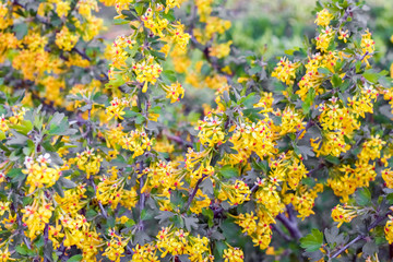 flowering branches of black currant as a background