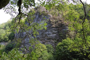 Mountains, plants and trees in a boxwood grove in the Krasnodar territory.
