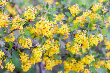 flowering branches of black currant as a background
