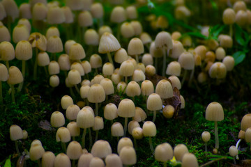 background a lot of mushrooms toadstools and green moss