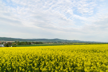 rzepakowe pole 