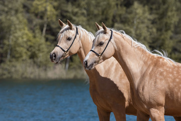 Portrait of a two beautiful palomino horses with a long mane standing near blue water on summer background, profile side view closeup