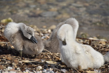 cygnes et cygneaux