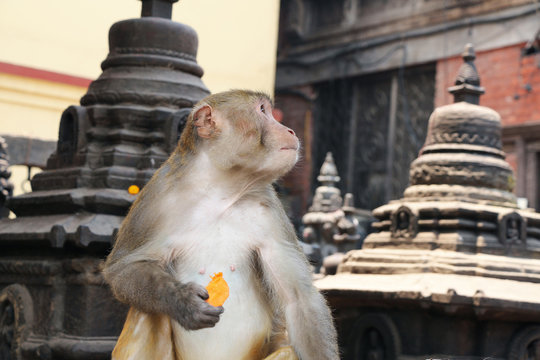 Adult rhesus macaque (Macaca) sits among small black buddhist stupas in Swayambhunath Stupa area and holds carrot in his paw. Animal theme.