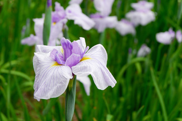 菖蒲の花