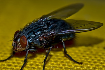 Macro shot of a flesh fly.

The flesh flies (Sarcophagidae) are a family of the two-winged species (Diptera). Around 2500 species of flesh flies are known worldwide.