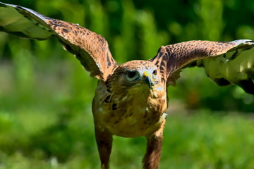 A hawk is about to take off. 

The hawk is a predatory bird. The specimen shown here has a brown -...