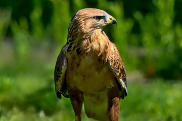 A hawk is posing. The head is turned to the left.

The hawk is a predatory bird. The specimen shown here has a brown - black plumage and a yellow beak with a black tip.
