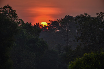 Beautiful sunrise over the forest. Morning landscape in Cambodia