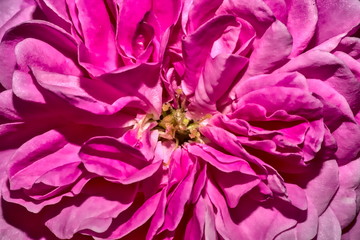 Macro shot of a purple rose petal.

The picture shows a purple rose bloom, which hangs on a large rose bush. The flower was photographed in the midday sun with a macro lens.
