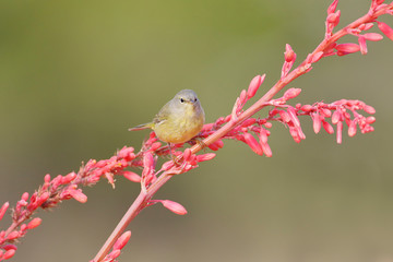 Orange-crowned warbler (Leiothlypis celata) on flower, Texas, USA
