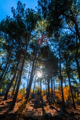 Sunlight gliding through the trees