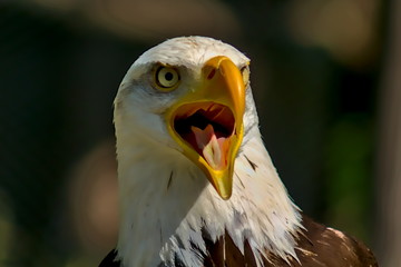Portrait of a bald eagle screaming excitedly.

The focus of the picture is on the bird's right eye. The beak is wide open. The bald eagle is the heraldic animal of the USA. It is a large bird of prey 