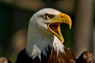 Profile view of a bald eagle screaming excitedly.

The focus of the picture is on the bird's right eye. The beak is wide open. The bald eagle is the heraldic animal of the USA. 