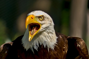 A bald eagle screams excitedly.

The focus of the picture is on the bird's left eye. The eye appears deep, clear and impressive. The bald eagle is the heraldic animal of the USA. 