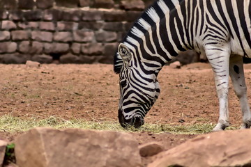 Fototapeta na wymiar A zebra eats hay lying on the floorThe animal has a strong contrast in the stripes.