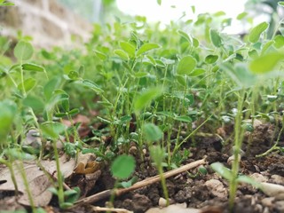 vegetable garden in the garden