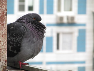 pigeon in the city