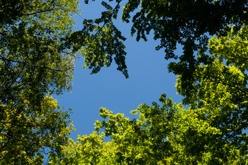 looking up to fresh green leaves of beech trees