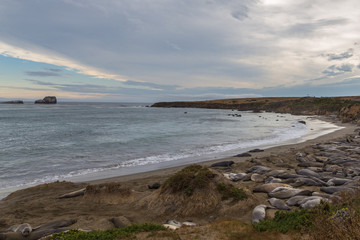 Elephant Seals on the beach, Pacific Ocean.
