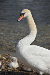 Fototapeta premium cygnes et cygneaux