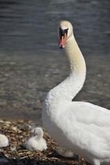 cygnes et cygneaux