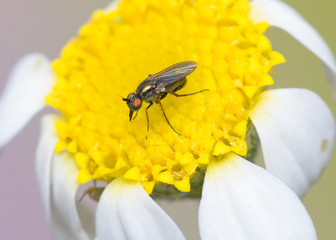 Macro of a Dolichopodidae fly (orthochile nigrocoerulea.),Catalonia, Spain
