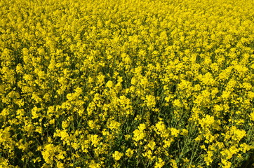 
blooming yellow rapeseed field with bright flowers
