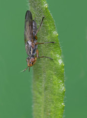 Phoenyx fly male (Dorycera graminum).Spain