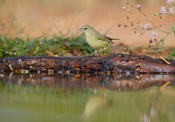 Orange-crowned warbler (Leiothlypis celata), Texas, USA