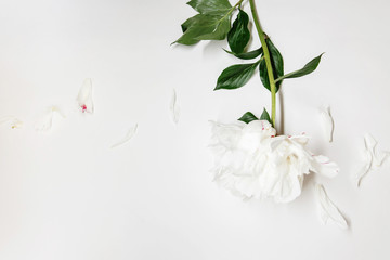 White peony decor. Peony flowers petals flat lay on a white background. Beautiful minimalistic white flowers close-up photo.