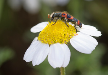 Red and blue soldier beetle.Trichodes  leucopsideus