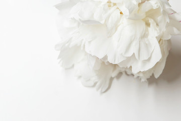 White peony decor. Peony flowers petals flat lay on a white background. Beautiful minimalistic white flowers close-up photo.