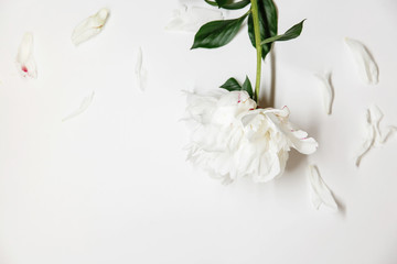 White peony decor. Peony flowers petals flat lay on a white background. Beautiful minimalistic white flowers close-up photo.